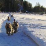 Tilsendt fra Norsk Yorkshire Terrier Klubb