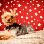 Tilsendt fra Norsk Yorkshire Terrier Klubb