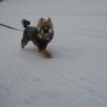 Tilsendt fra Norsk Yorkshire Terrier Klubb