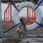 Tilsendt fra Norsk Yorkshire Terrier Klubb