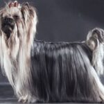 Tilsendt fra Norsk Yorkshire Terrier Klubb