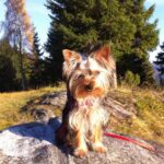 Tilsendt fra Norsk Yorkshire Terrier Klubb